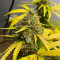 Runtz Punch Seeds (Herbies Seeds)