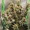 Achetez des graines féminisées Grandmommy Purple par Herbies Seeds