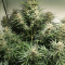 Buy Auto Brooklyn Sunrise feminized seeds by Dutch Passion