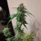 Buy Wedding Cake Auto feminized seeds by Barney's Farm