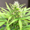 Robocrop Auto feminized seeds