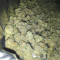 RudeBoi OG F1 Seeds (Seedkeepers)