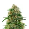 Graines de cannabis A.M.S. (GHS)
