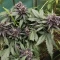 Auto Strawberry Soda Seeds (Dutch Passion)