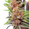Black Cherry Punch Seeds