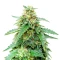 Bruce Banner Auto feminisierte Samen (Barney's Farm)