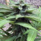 Cafe Racer (BlimBurn Seeds)