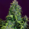 CBD Auto 20:1 feminized seeds