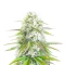 Ghost Train Power Feminized Seeds (Original Sensible Seeds)