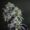 Semillas feminizadas Glookies (Barney's Farm)