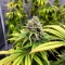 Gorilla Super Glue Seeds
