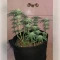 Granddaddy Purple Seeds