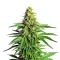 Kyle’s Cherry AK 47 Seeds
