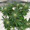 Graines féminisées de Mimosa Shot (Herbies Seeds)