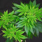 Graines féminisées de Mimosa Shot (Herbies Seeds)