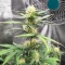 Pound Cake Auto Seeds