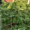 Semi femminizzati Purple Wreck
