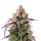 Sementes Feminizadas de Rainbow Melon (Fast Buds)