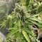 Shogun feminized seeds