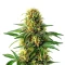 Steve’s Hellfire OG Seeds