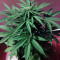 Sweet CBD Seeds
