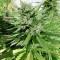 Tikal Regular seeds