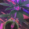 Wedding Cake feminized seeds (Seedstockers)