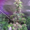 Auto Monster Mass Seeds