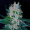 Amnesia Haze Auto strain