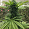 Graines de cannabis Amnesia Haze (Soma Seeds)