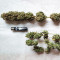 Black Jack Seeds