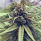Blue Fire (Humboldt Seeds Organization)