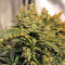 Graines de cannabis Cum Laude (Positronics Seeds)