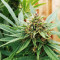 Durban Poison strain