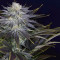 Ghost Train Haze #1 Seeds