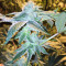 Josh D OG Seeds