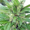 Kali China Breeders Pack semi femminizzati
