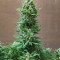 King Kong Seeds
