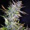 Mexican Sativa Seeds
