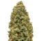 Semi femminizzati Monster Bruce Banner