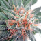 Nepal Jam regular (Ace Seeds)