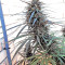 Purple Haze x Malawi Regular (Ace Seeds)