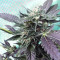 Graines de cannabis Sherbet (Seedstockers)