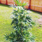 Graines de cannabis Sweet Valley Kush x Amnesia x Dosidos (GHS)