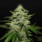 Tyrone Special Auto (Mephisto Genetics)