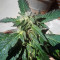 Wedding Gelato feminized seeds