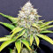 Xtreme Kush (Xtreme Seeds)