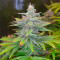 Blue Dream-Samen (Herbies Seeds)