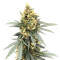 Sementes Feminizadas Auto Critical Orange Punch (Dutch Passion)