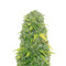 Semi femminizzati Fast & Vast Auto